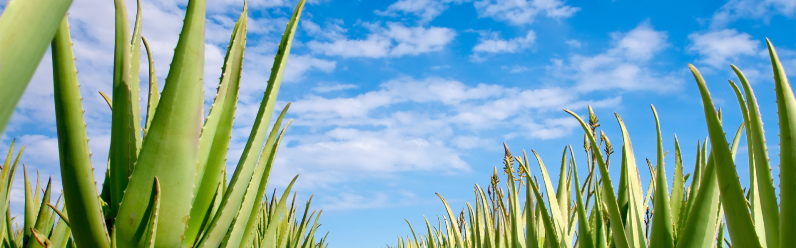 aloe per infiammazione bocca