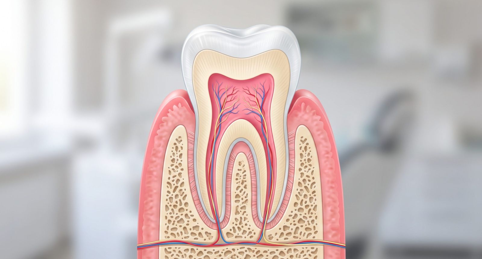 Sezione trasversale illustrata di un dente con smalto, dentina e polpa dentale evidenziata in rosa al centro, stile didattico moderno luce naturale