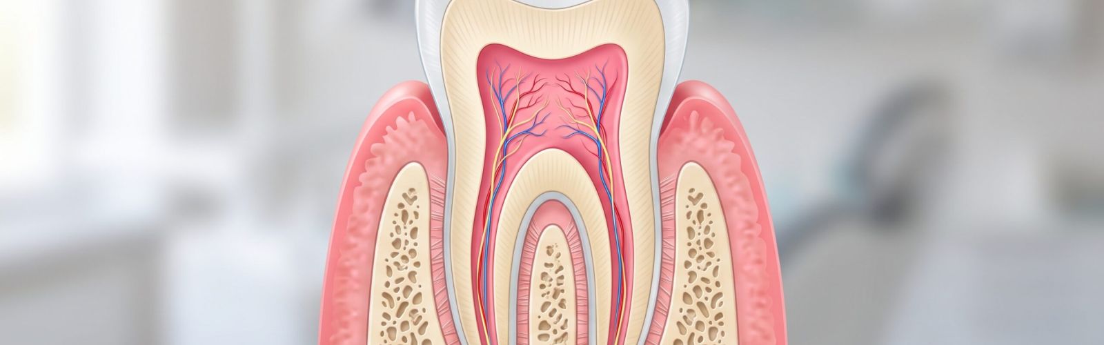 Sezione trasversale illustrata di un dente con smalto, dentina e polpa dentale evidenziata in rosa al centro, stile didattico moderno luce naturale